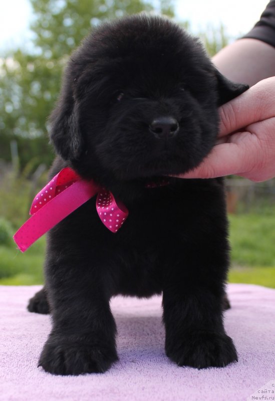 Фото: ньюфаундленд Ih Visochestvo Vilana Blum (Их Высочество Вилана Блум)