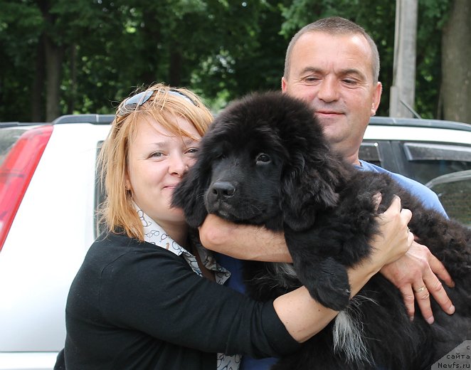 Фото: ньюфаундленд Sapfir Dear Bavariya Belle (Сапфир Деар Бавария Бель), Елена, Сергей