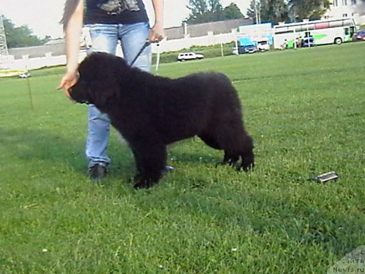 Фото: ньюфаундленд Sandra Rose Bavariya Belle (Сандра Роуз Бавария Бель)