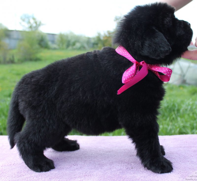 Фото: ньюфаундленд Ih Visochestvo Vilana Blum (Их Высочество Вилана Блум)