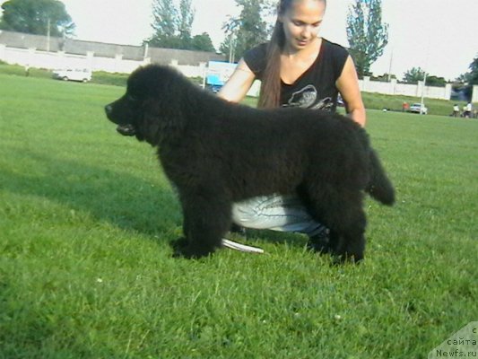 Фото: ньюфаундленд Sandra Rose Bavariya Belle (Сандра Роуз Бавария Бель), Елена