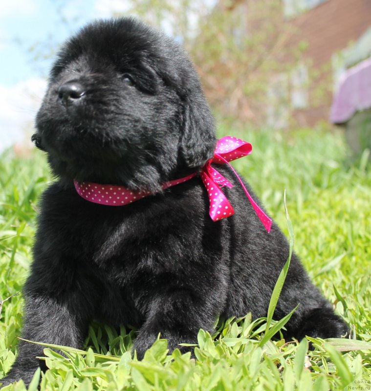 Фотография № 126736