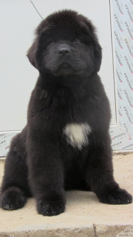 Фото: ньюфаундленд Black Clouds Keep My Soul