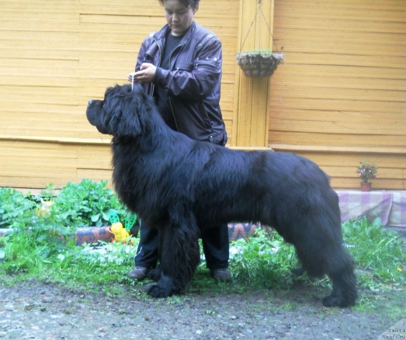 Фото: ньюфаундленд Akvatoriya Kelvin Ul'timyeyt (Акватория Келвин Ультимэйт)