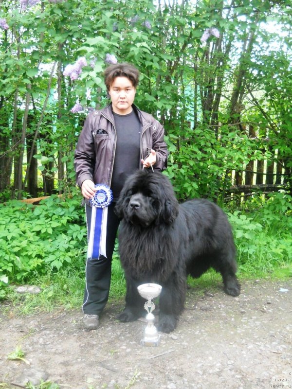 Фото: ньюфаундленд Akvatoriya Kelvin Ul'timyeyt (Акватория Келвин Ультимэйт)