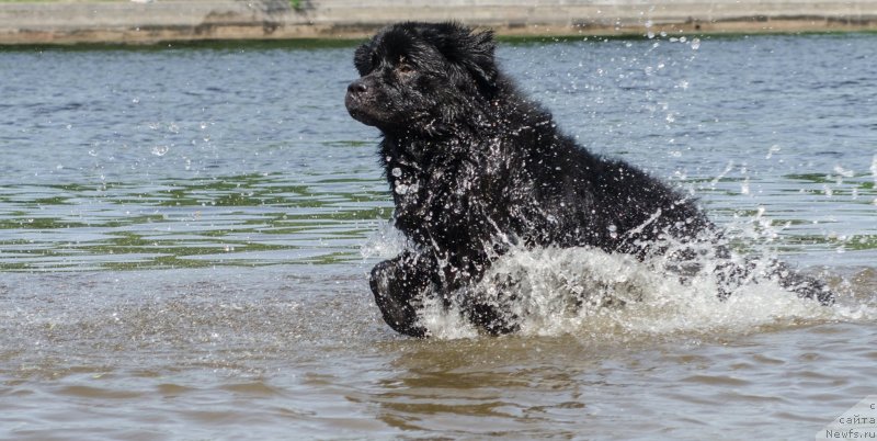 Фото: ньюфаундленд Princ Al'finskiy (Принц Альфинский)