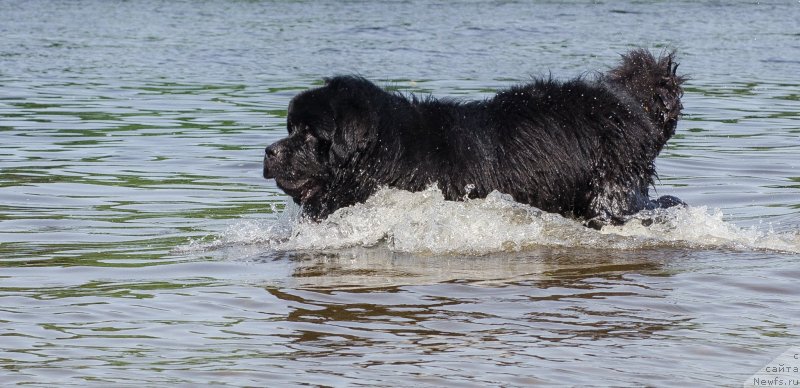 Фото: ньюфаундленд Princ Al'finskiy (Принц Альфинский)