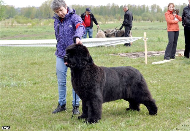 Фото: ньюфаундленд S'Nezhnaya Vjuga Avignonesi Capannelle (С'Нежная Вьюга Авиньонези Капаннеле)