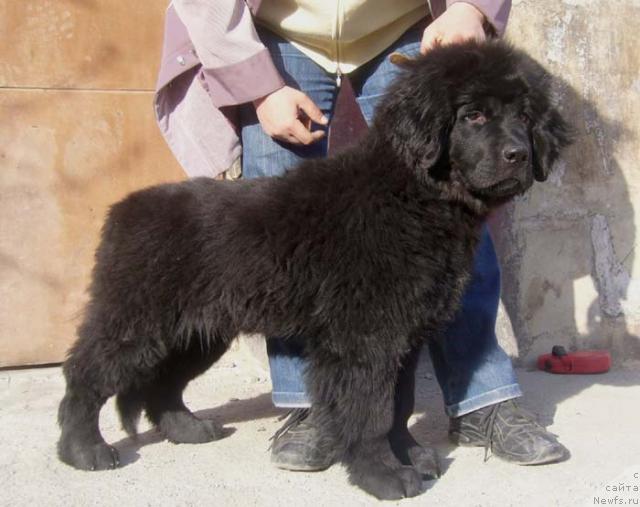 Фото: ньюфаундленд YAsnaya Nochka den Baffi (Ясная Ночка ден Баффи)