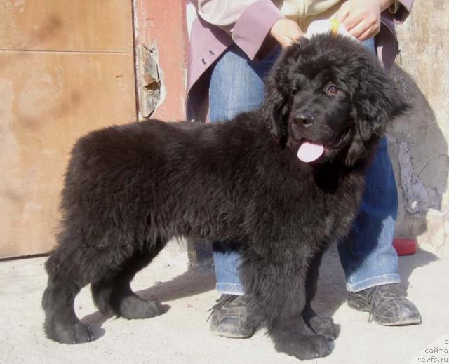 Фото: ньюфаундленд YAsnaya Nochka den Baffi (Ясная Ночка ден Баффи)