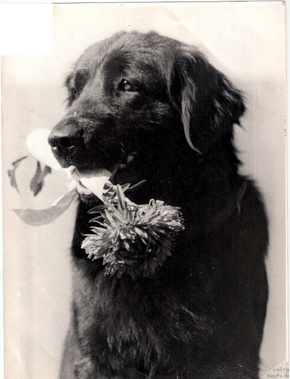 Фото: ньюфаундленд Ofeliya Skibi (Офелия Скиби)