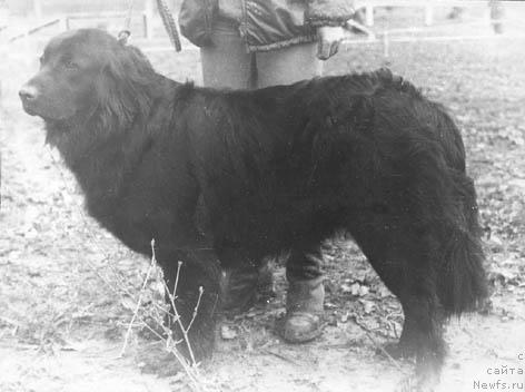 Фото: ньюфаундленд YEnri Tori (Энри Тори)