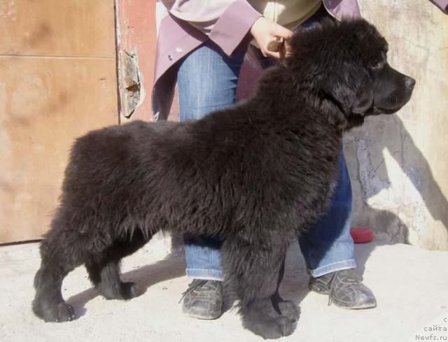 Фото: ньюфаундленд YAsnaya Nochka den Baffi (Ясная Ночка ден Баффи)