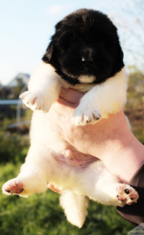 Фото: ньюфаундленд Fiamettahauz  Nunki (Фиаметтахауз Нунки), ньюфаундленд Flagman ot Sibirskogo Medvedja (Флагман от Сибирского Медведя)