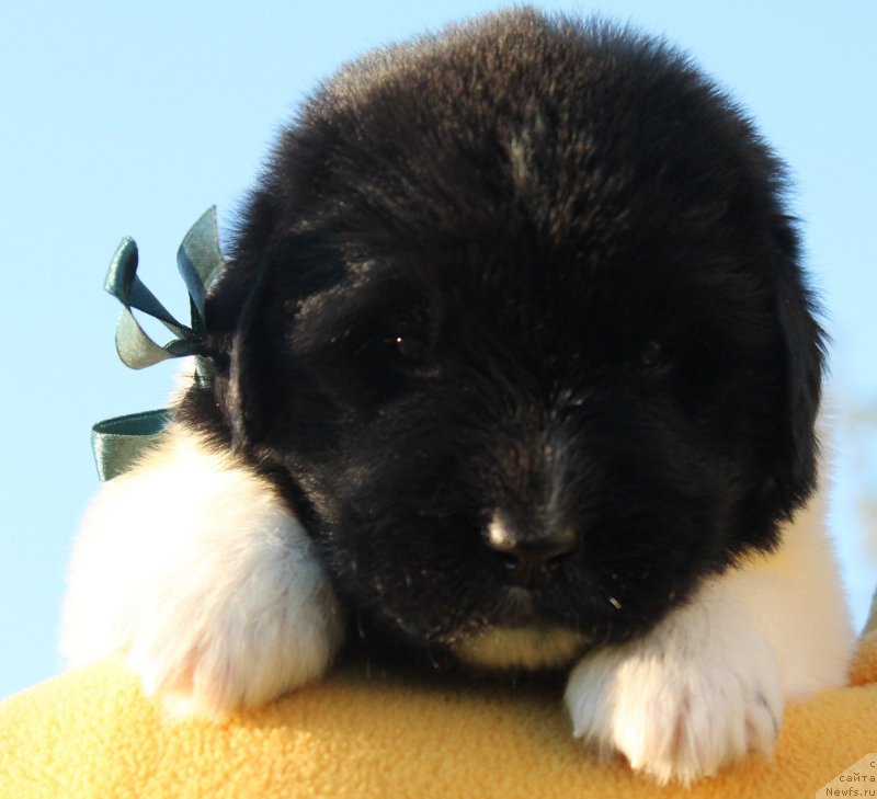 Фото: ньюфаундленд Fiamettahauz  Nunki (Фиаметтахауз Нунки), ньюфаундленд Flagman ot Sibirskogo Medvedja (Флагман от Сибирского Медведя)