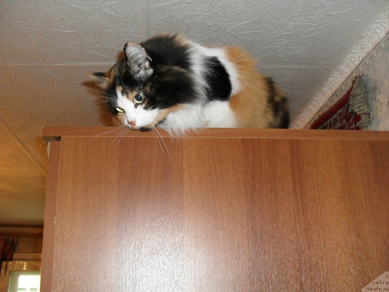 Фото: Моя кошка Василина
