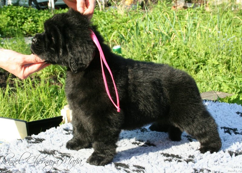 Фото: ньюфаундленд Chernaya Mafia Make the Most of Now (Черная Мафия Маке Тхе Мост оф Нов)