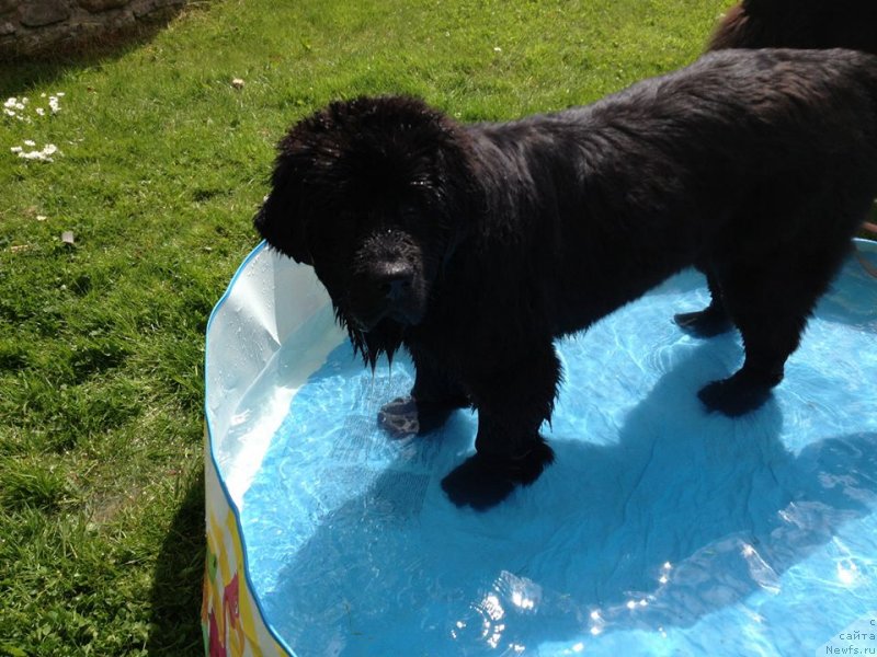 Фото: ньюфаундленд YUnivers of Myedjik (Юниверс оф Мэджик)