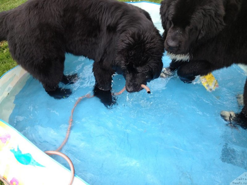 Фото: ньюфаундленд YUnivers of Myedjik (Юниверс оф Мэджик)