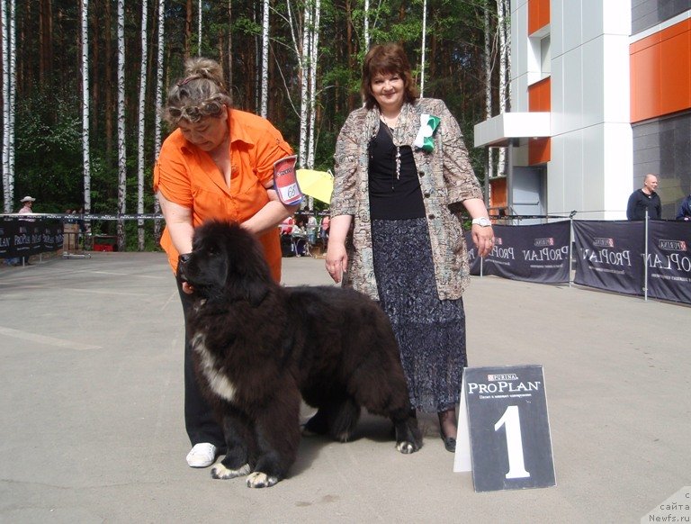 Фото: ньюфаундленд Promise To Love Midnight Bear (Promise To Love Midnight Bear), Irina Panyushkina (Ирина Панюшкина)