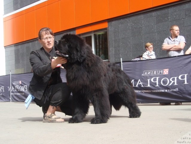 Фото: ньюфаундленд Fann'yuf Tibul Jelannyiy dlya Ih Vyisochestva (Фанньюф Тибул Желанный для Их Высочества), Ol'ga Trapeznikova (Ольга Трапезникова)