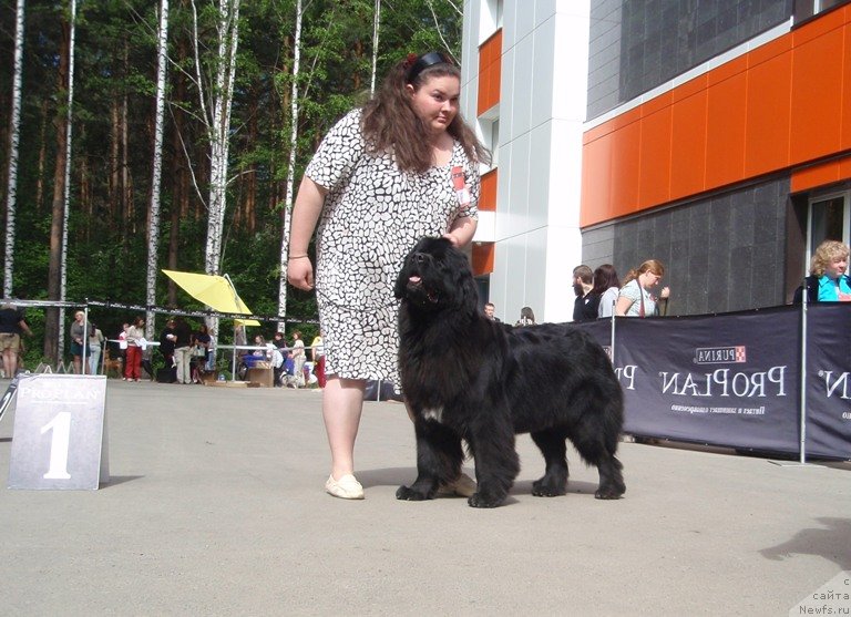 Фото: ньюфаундленд Blyek Diamond Agidel' ot Potapa Uvertyura (Блэк Диамонд Агидель от Потапа Увертюра), Ekaterina Jironkina (Екатерина Жиронкина)
