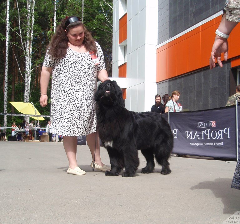 Фото: ньюфаундленд Blyek Diamond Agidel' ot Potapa Uvertyura (Блэк Диамонд Агидель от Потапа Увертюра), Ekaterina Jironkina (Екатерина Жиронкина)