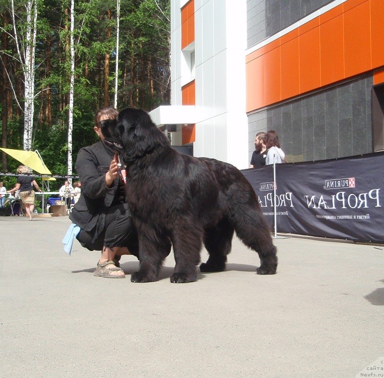 Фото: ньюфаундленд Ih Vyisochestvo Giacinta Briz (Их Высочество Гиацинта Бриз)