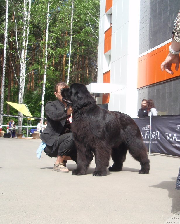 Фото: ньюфаундленд Ih Vyisochestvo Giacinta Briz (Их Высочество Гиацинта Бриз)