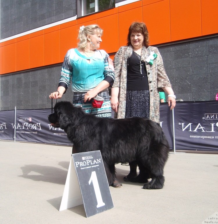 Фото: ньюфаундленд N'yufort Taym's Gold Aleksa (Ньюфорт Тайм'с Голд Алекса), Lena Zyirina (Лена Зырина)