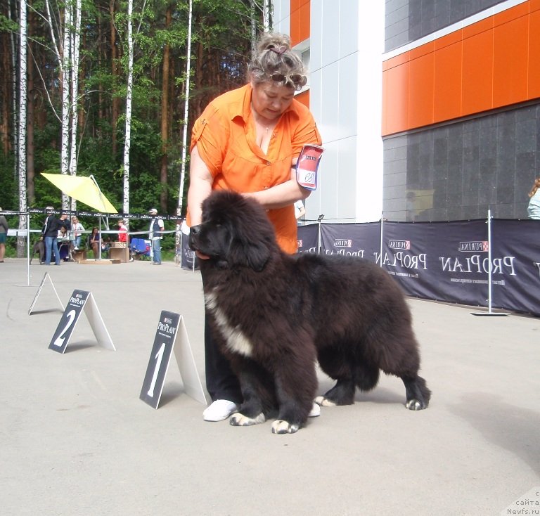 Фото: ньюфаундленд Promise To Love Midnight Bear (Promise To Love Midnight Bear), Irina Panyushkina (Ирина Панюшкина)