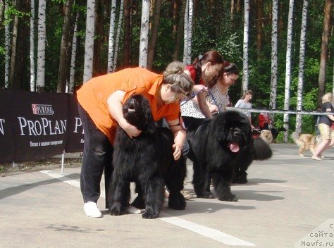 Фото: ньюфаундленд N'yufort Taym's Gold Aleksa (Ньюфорт Тайм'с Голд Алекса), Irina Panyushkina (Ирина Панюшкина), ньюфаундленд Moon Brook Aristocrat (Моон Броок Аристократ), Ekaterina Jironkina (Екатерина Жиронкина)