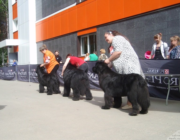 Фото: ньюфаундленд N'yufort Taym's Gold Aleksa (Ньюфорт Тайм'с Голд Алекса), Irina Panyushkina (Ирина Панюшкина), ньюфаундленд Moon Brook Aristocrat (Моон Броок Аристократ), Ol'ga Kisel'gof (Ольга Кисельгоф), ньюфаундленд Blyek Diamond Agidel' ot Potapa Uvertyura (Блэк Диамонд Агидель от Потапа Увертюра), Ekaterina Jironkina (Екатерина Жиронкина)