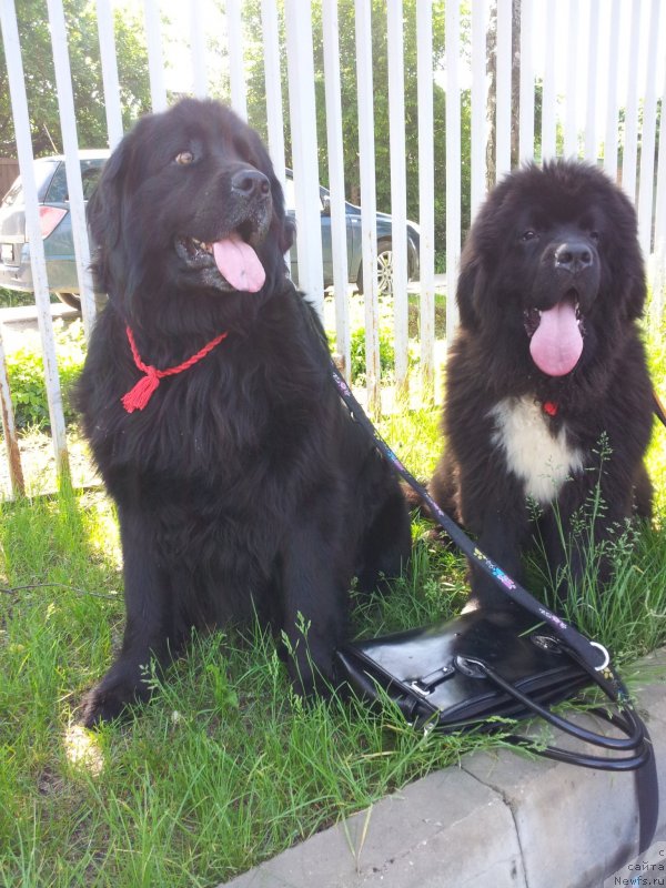 Фото: ньюфаундленд Dark Pride Van Gogh (Дак Прайд Ван Гог), ньюфаундленд Krass (Красс)