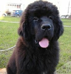 Фото: ньюфаундленд Fann'yuf Geser Gud Vill (Фанньюф Гесер Гуд Вилл)