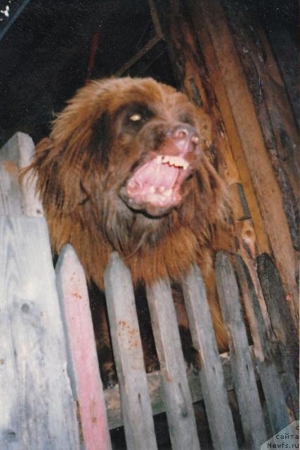 Фото: ньюфаундленд YEl'vira Cey Igm (Эльвира Цей Игм)