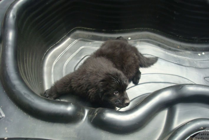 Фото: ньюфаундленд Chrezvychaynaya Chayn s Berega Dona (Чрезвычайная Чайн с Берега Дона)