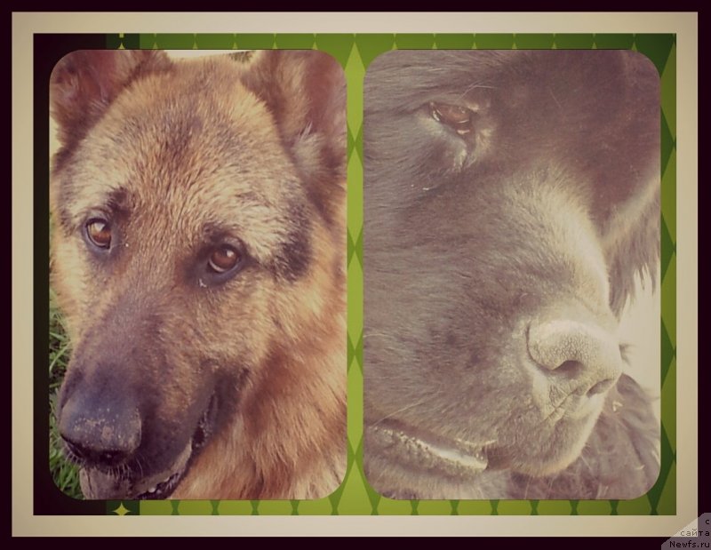 Фото: ньюфаундленд Piternyuf Mont Blanc (Питерньюф Монт Бланк), Кент