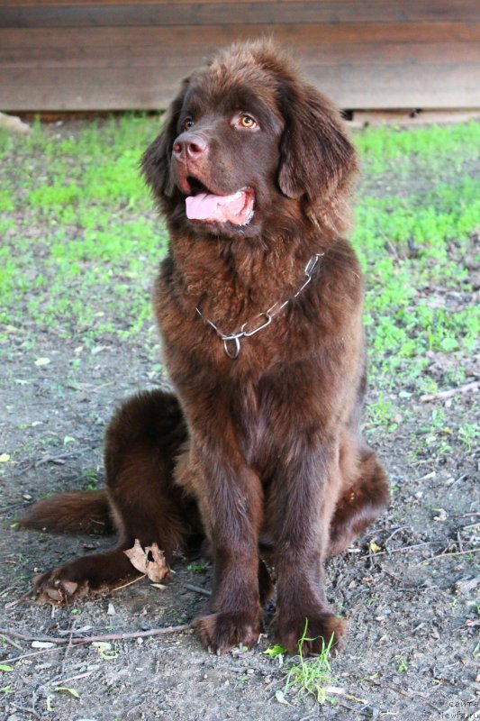 Фото: Mariya CHervaneva (Мария Черванева), ньюфаундленд Chara Hani Les (Чара Хани Лес)