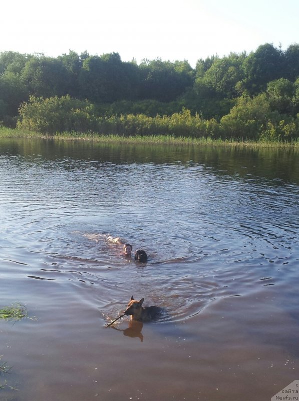 Фото: ньюфаундленд Piternyuf Mont Blanc (Питерньюф Монт Бланк)