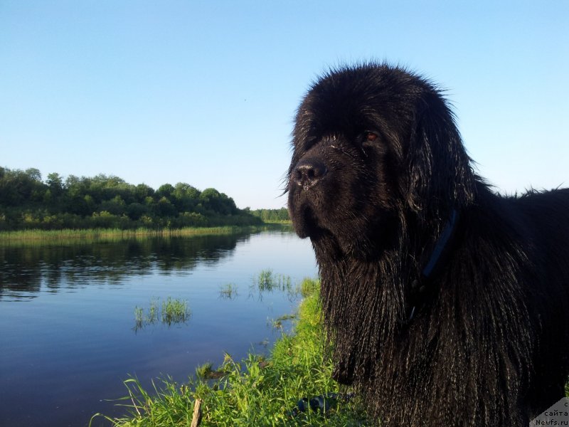 Фото: ньюфаундленд Piternyuf Mont Blanc (Питерньюф Монт Бланк)