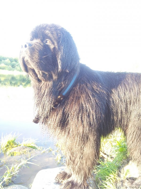 Фото: ньюфаундленд Piternyuf Mont Blanc (Питерньюф Монт Бланк)