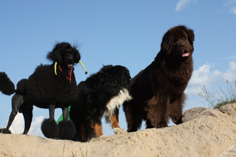 Фотография № 126916