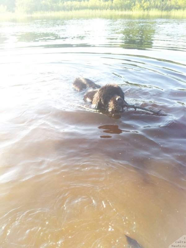 Фото: ньюфаундленд Piternyuf Mont Blanc (Питерньюф Монт Бланк)