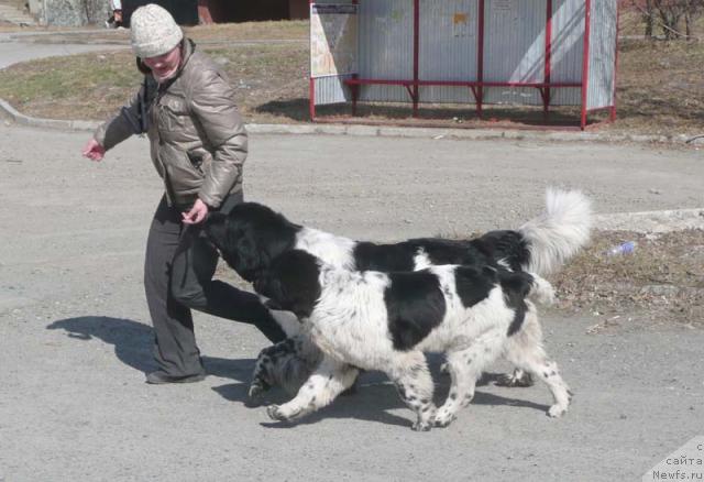 Фото: ньюфаундленд Super Bizon Argo (Супер Бизон Арго), ньюфаундленд Plyushevaya Panda La Bella (Плюшевая Панда Ла Белла)