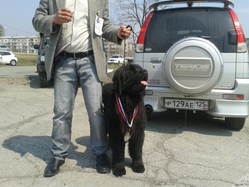 Фото: ньюфаундленд Super Premium Merlin Monro (Супер Премиум Мерлин Монро)