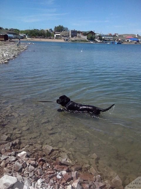 Фото: ньюфаундленд Zhemchug Grand (Жемчуг Гранд)