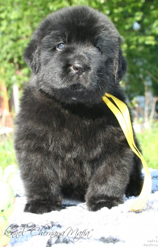 Фотография № 126942