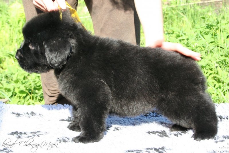 Фотография № 126945