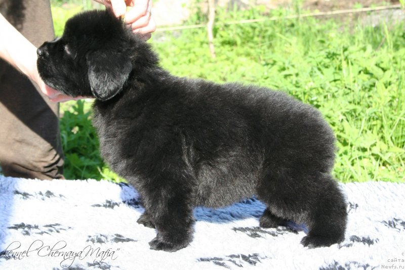 Фотография № 126946